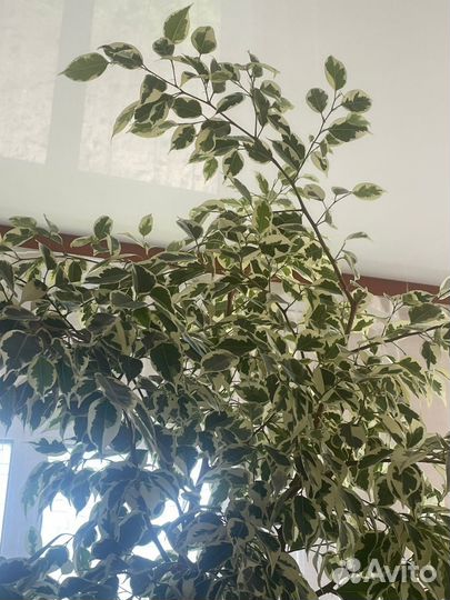 Фикус бенджамина