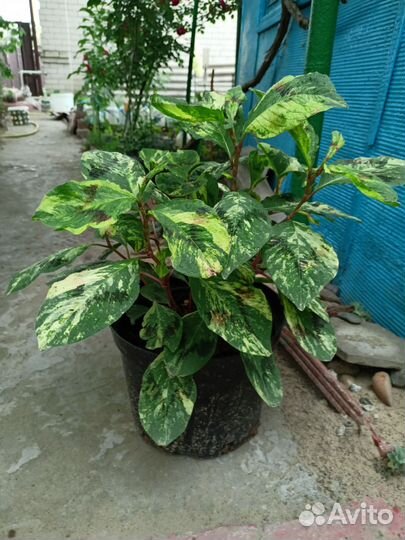 Красивые кустарники. Барвинок. Горец