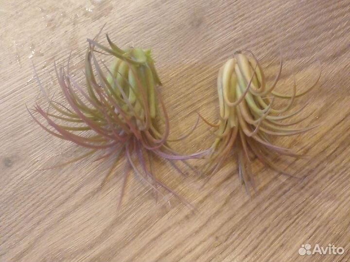 Тилландсия атмосферная