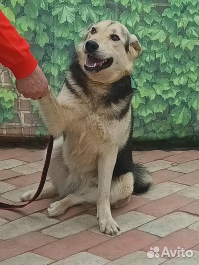 Восточноевропейская овчарка(метис)