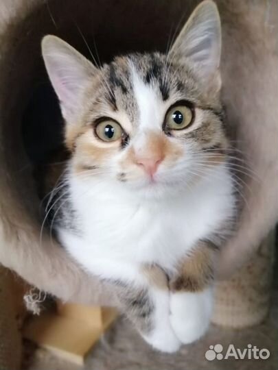 Кошка в дар