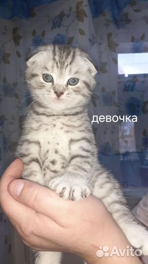 Шотландские котята