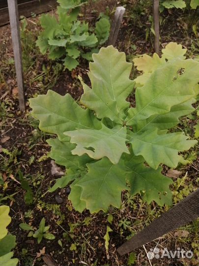 Дуб черешчатый саженцы