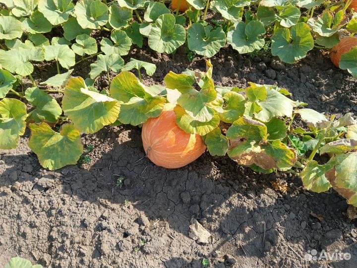 Тыква россиянка