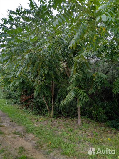 Маньчжурский орех 2х летки