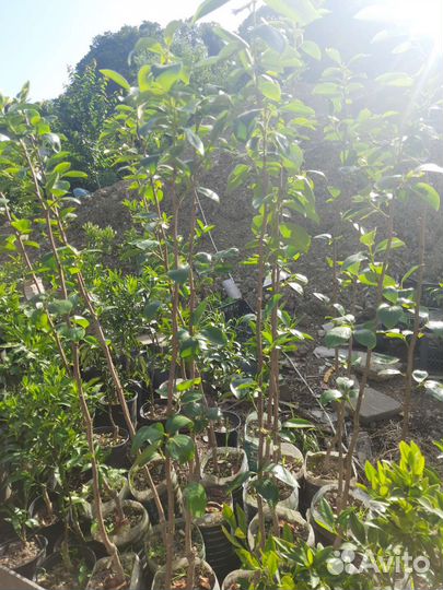 Саженцы цитрусовых