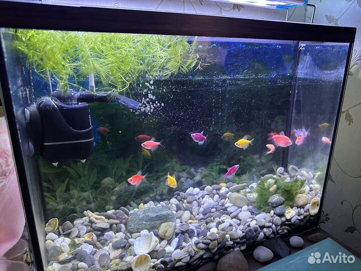 Аквариум с рыбками