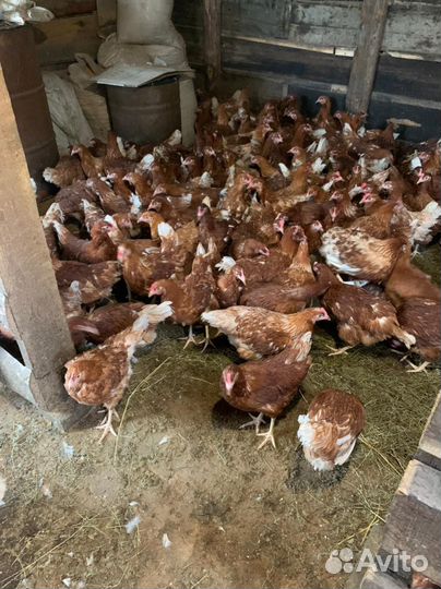 Куры молодки Браун ник