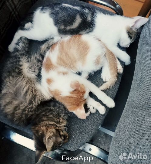 Малыши ищут дом