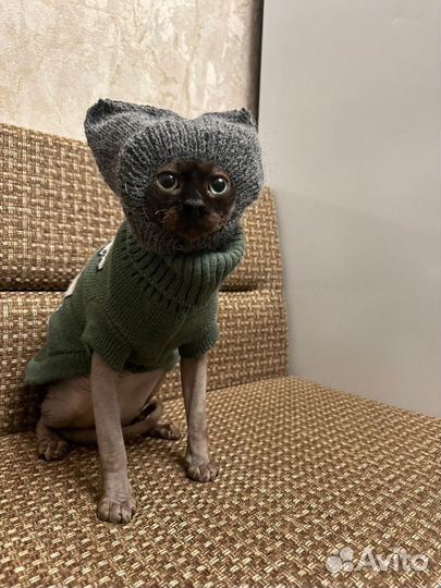 Одежда для собак и кошек