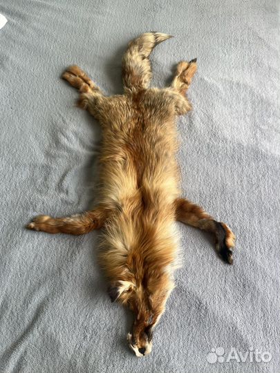 Лисья шкура