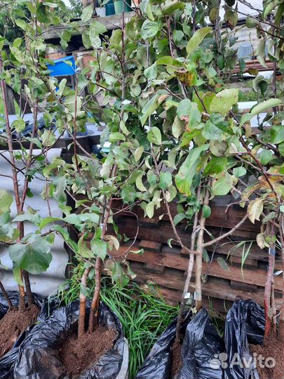 Сажецы яблонь и груши на низком подвое