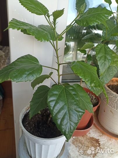 Роза гибискус