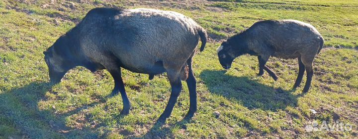 Овцы бараны