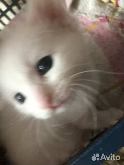 Котята чисто белые