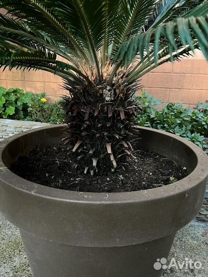 Саговая пальма