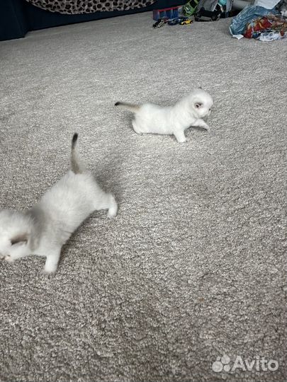 Шотландские котята