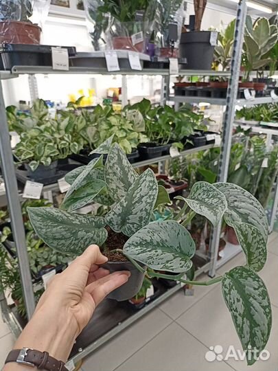 Сциндапсус пиктус Требе 12/20