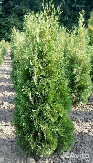 Туи Компактные