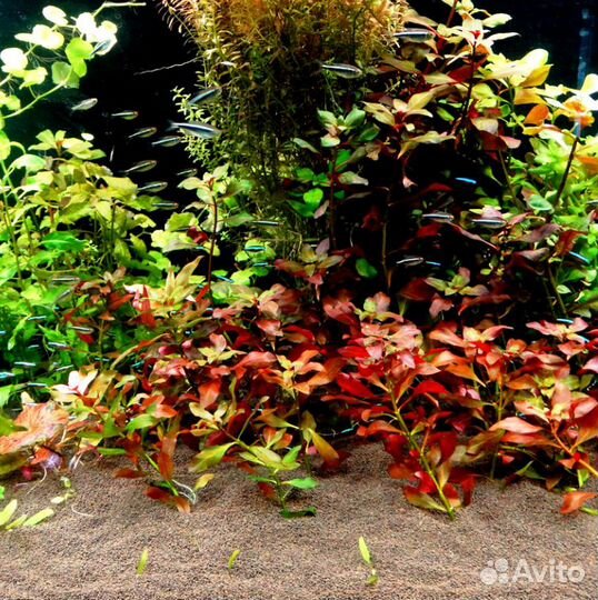 Аквариумный Грунт Пропант (голландский) - 1кг