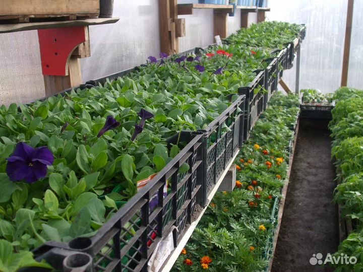 Курган ул.черняховского 42