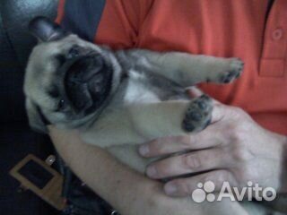 Щенки мопса