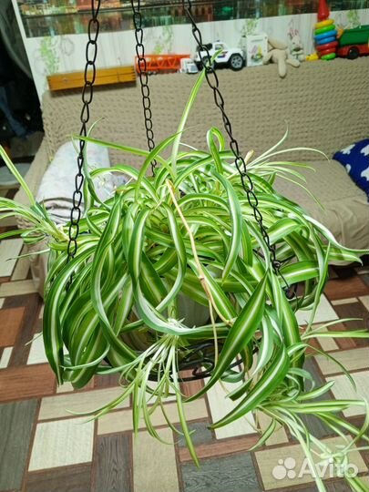 Хлорофитум кудрявый