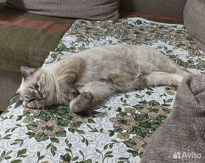 Шотландский кот Страйт