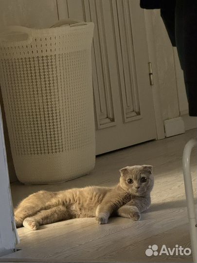 Шотланская вислоухая кошка