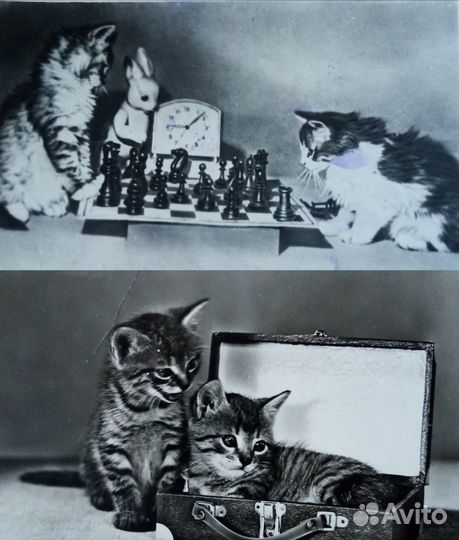 Открытки 1954 - 1969