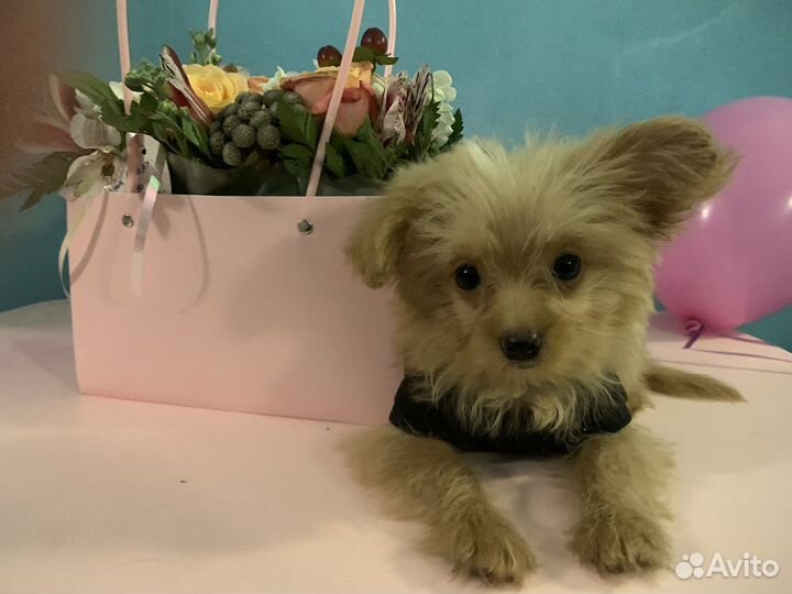 Помапу / Мальтипу