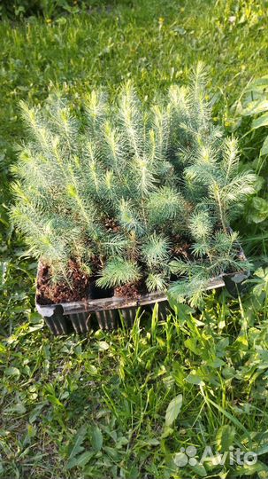 Ель голубая колючая Мисти Блю