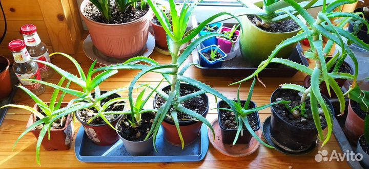 Щучий хвост и алоэ двух видов