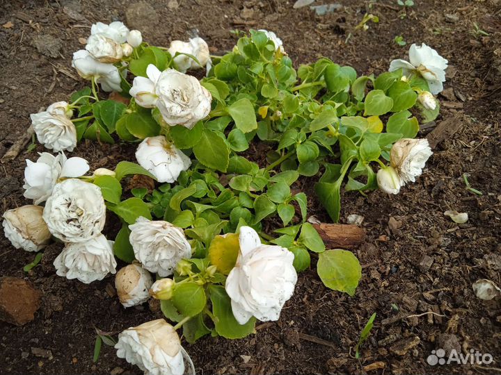 Бальзамины сортовые