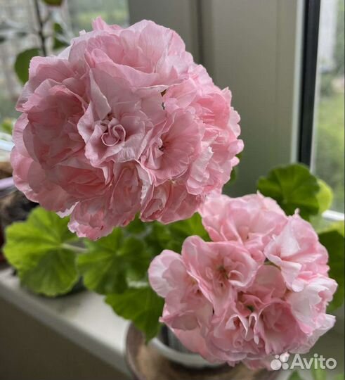 Пеларгония (герань) сортовая цветущая