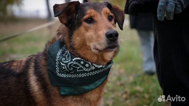 Заберите ласковую собаку из приюта
