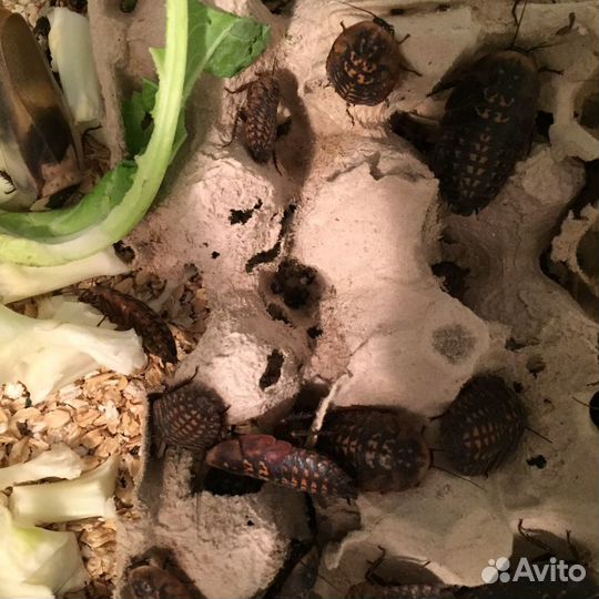 Тараканы кормовые