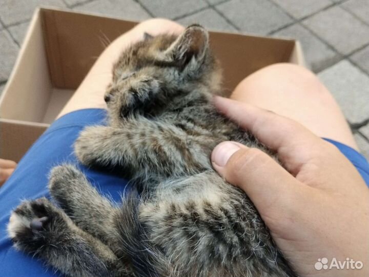 Котëнок Мурзик