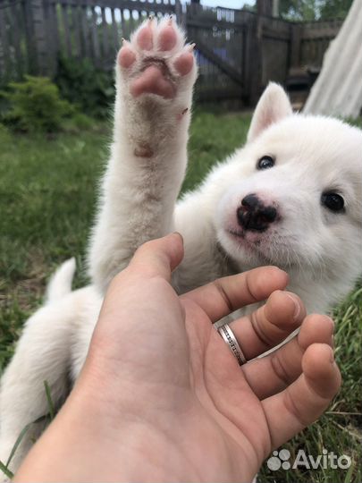 Собаки хаски