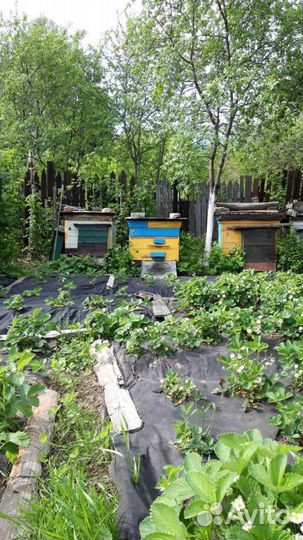 Ульи, лежаки