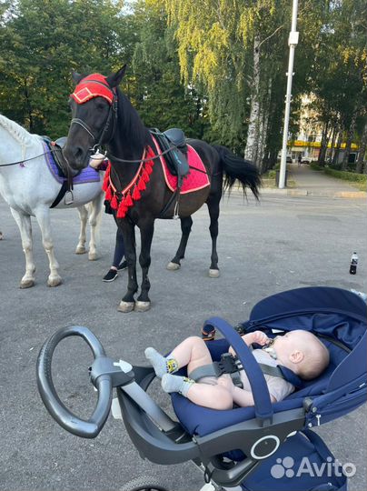 Коляска stokke xplory