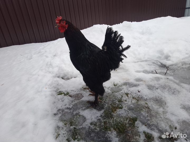 Молодые петухи