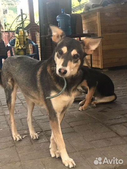 Небольшая спокойная собачка