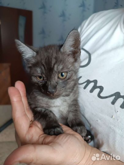 Кошка в дар бесплатно