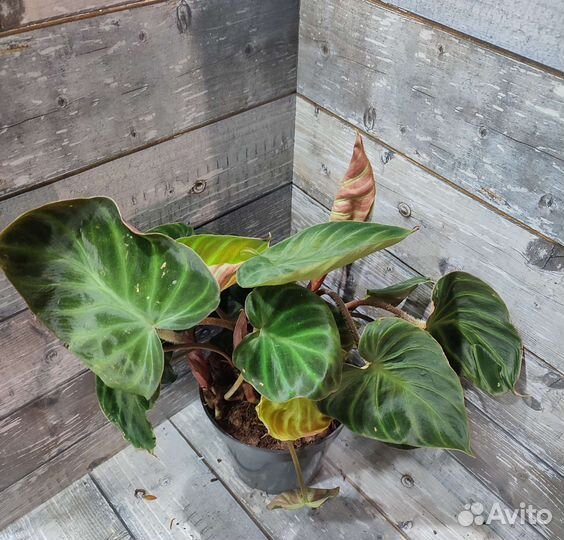 Филодендрон Веррукозум