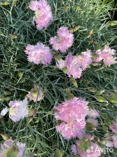 Ирис,ромашки,бадан и почвопокрывные многолетники