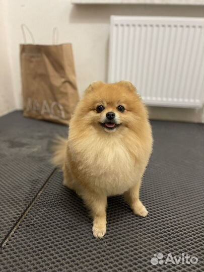 Ищем даму сердца