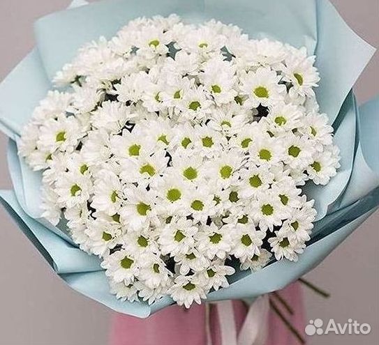 Хризантема Цветы Доставка