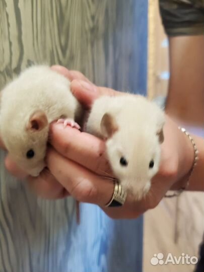 Крыса дамбо сиамская