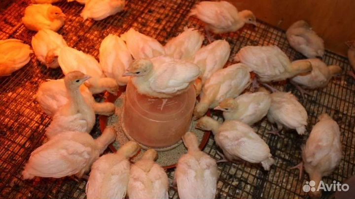 Индюшата подрощенные биг6 Словакия